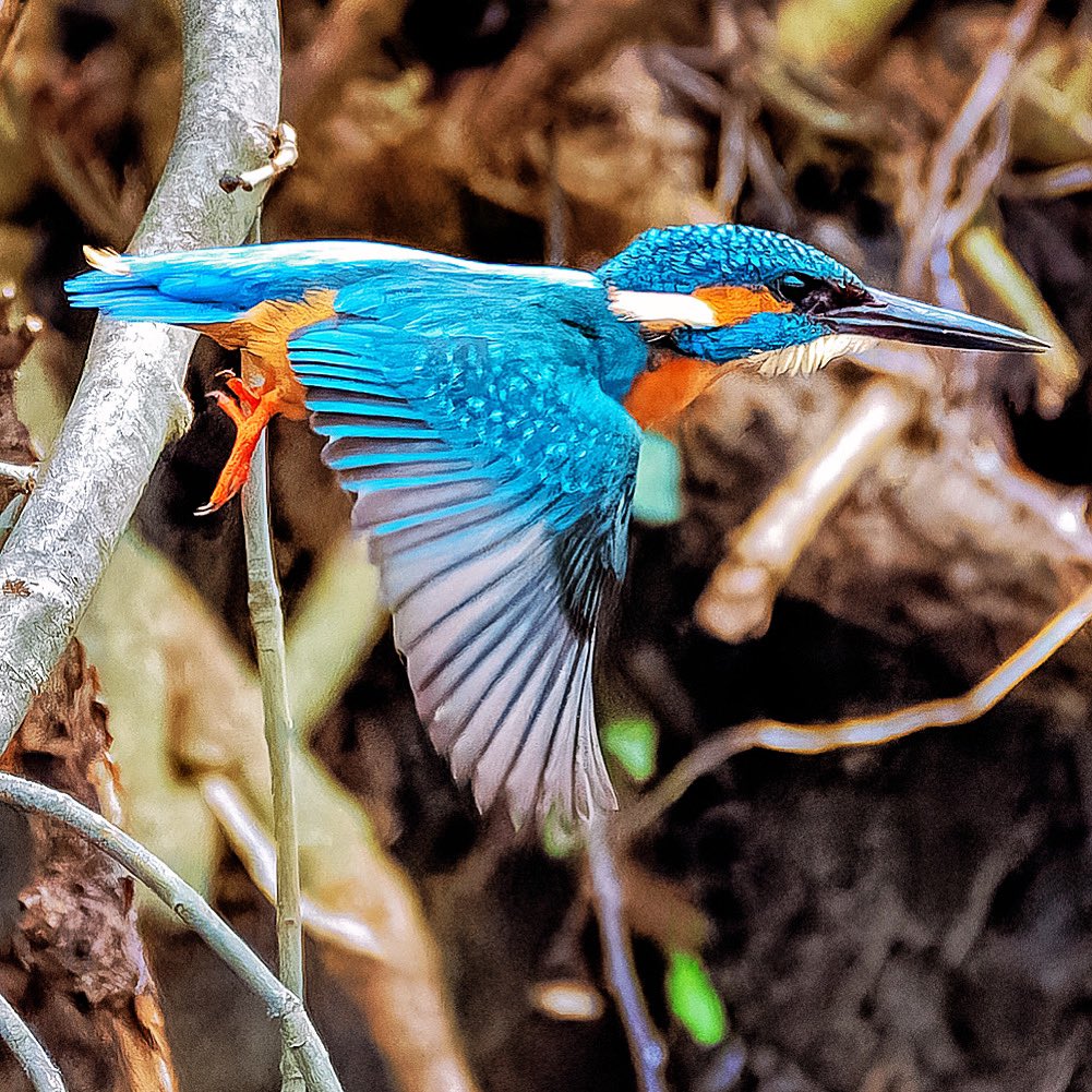 #BirdsOfTwitter #BirdsSeenIn2024 #kingfisher #BBCWildlife #birdphotography #GoodNight #birdwatching
