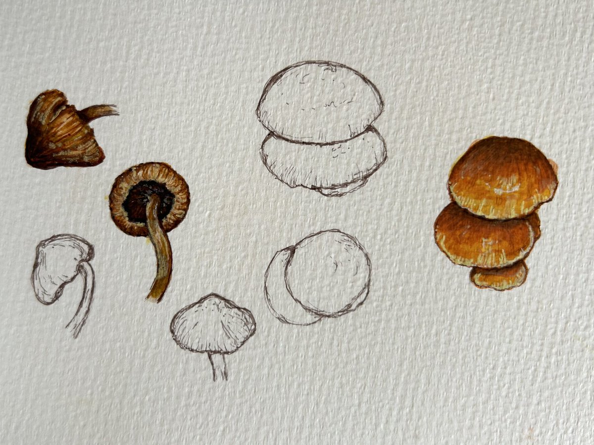 More sketching. A day late for #fungifriday. #sketchbook #fungi