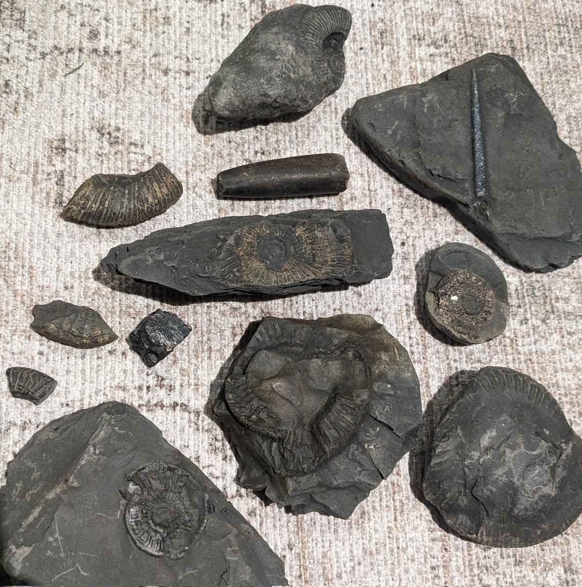 Everyday I'm fossilin' (to the tune of LMFAO - Everyday I'm Shufflin) 😎 Thanks Whitby Bay Ammonites, Belemnites, Whitby Jet and more It's crazy to think that before today, these fossils hadn't seen sunlight for hundreds of millions of years