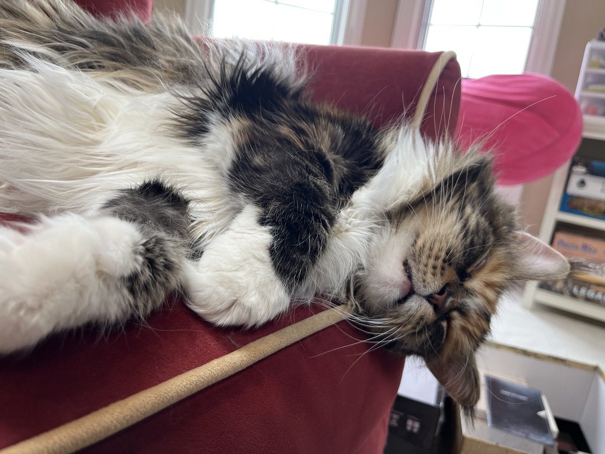 ksagarin's tweet photo. Snoozin on a Saturday #caturday https://t.co/8rdAXOTmLI