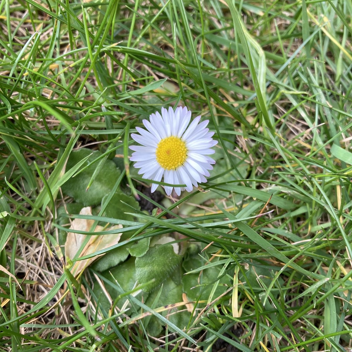 Yay, a daisy has appeared in my burgeoning #lawnmeadow. It’s only been mown once in the last 18 months. #rewilding