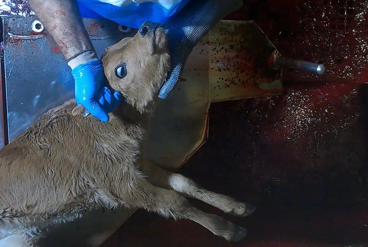 Just because you don’t hear the screams, doesn’t mean that they don’t continuously resonate around the blood drenched walls of the slaughterhouse. Nonhuman animals aren’t voiceless, they’re just deliberately unheard & ignored. De-normalise Violence. #EndSpeciesism #BeVegan