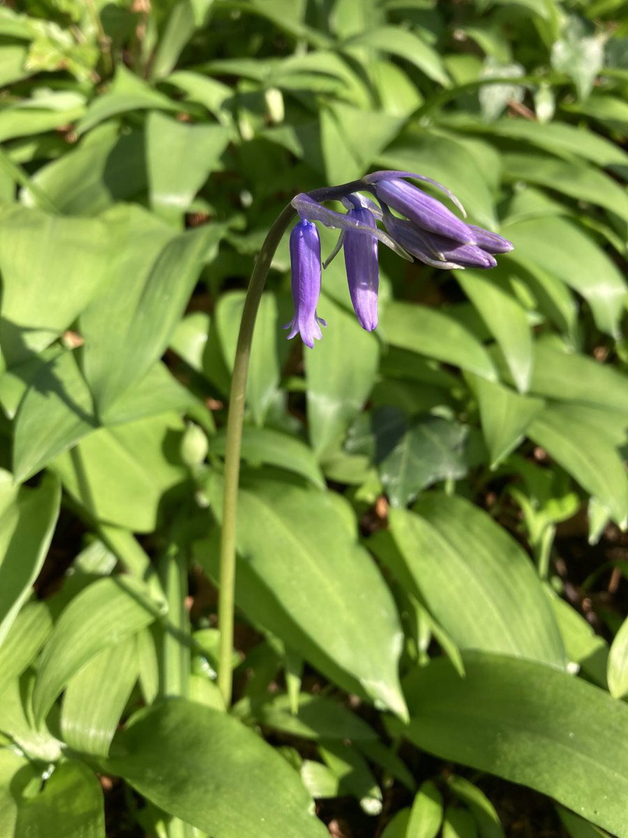 Susan Jones tweet media