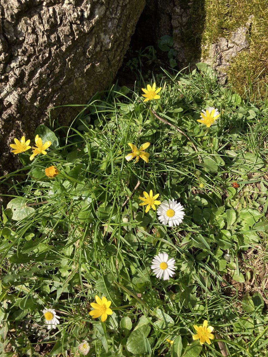 Susan Jones tweet media