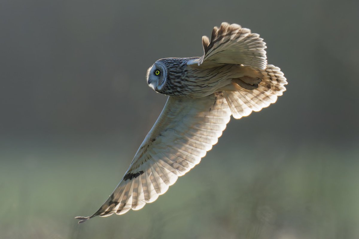 They won’t be around for much longer, Short eared owl North Dorset @DorsetBirdClub @DorsetWildlife @SightingDOR @SonyUK #SEO #Owl #BirdsSeenIn2024 #BBCWildlifePOTD #wildlifephotography