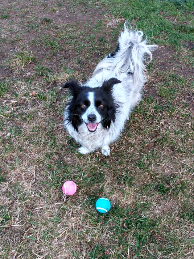 Hello Frens Happy Weekend to you!🎉🐰 Gotz two new balls fur Easter!😃 because I dontz have enuff of em already 😁😂⚾⚾⚾⚾❤️🐾