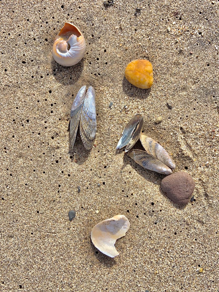 Assorted #beach #beachlife #shells #weekendfun #SaturdayFun