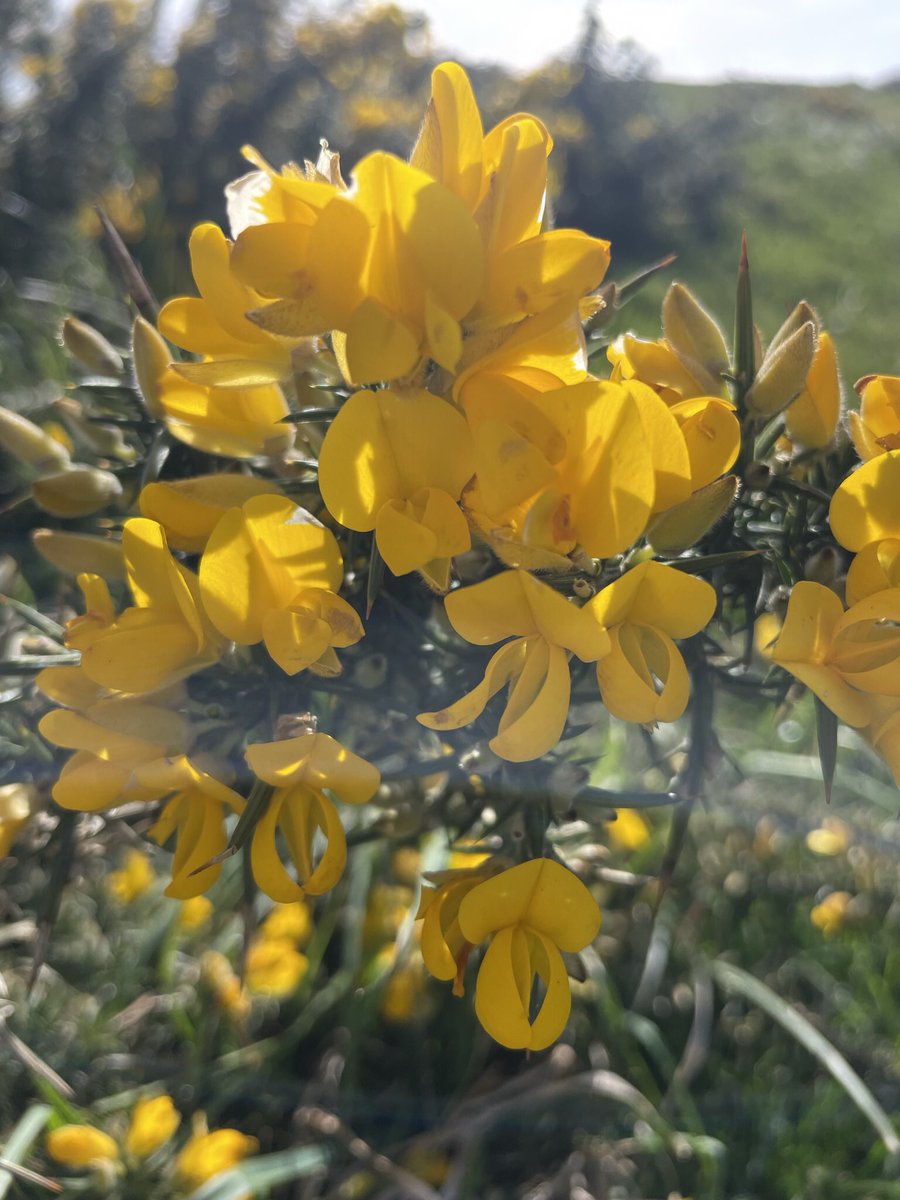 Made the most of the Easter sunshine today & headed to the SW coast to see the Early Spider Orchids. Lots of Bloody-nosed Beetles out and about. Always love the Gorse flowers! @ukorchids @EuropeanOrchids @BSBIbotany @wildflower_hour @Buzz_dont_tweet @swcoastpath @NTSouthWest