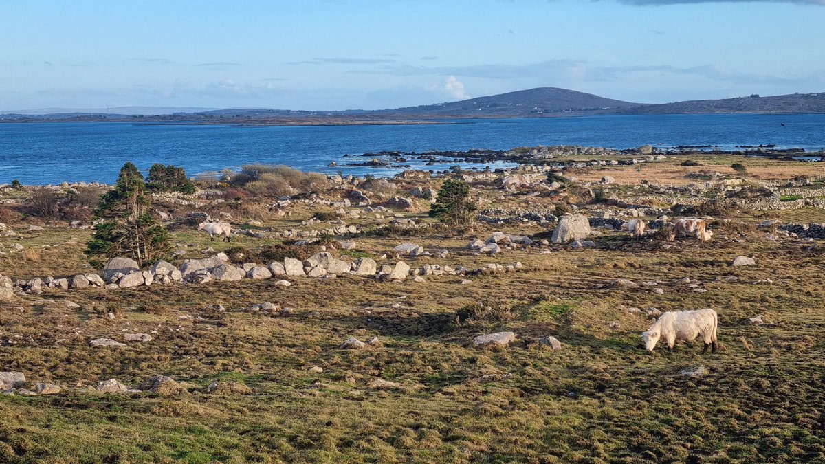 moukenainzo's tweet image. Nathanna cainte agus an modh coinníollach sa rang inniu. Is maith liom "Dhéanfadh sé nead i do chluas" (tá sé glic). Beidh lá saor againn amárach chun sos beag a fháil. Bhí an ghrian amuigh arís inniu do shiúlóid tar éis dinnéir.
Tá mé spíonta!
#Conamara 
#100daysofGaeilge lá 90