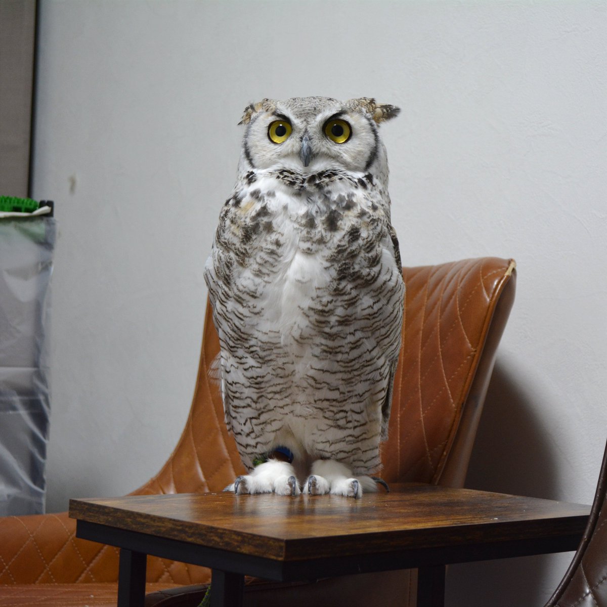 おはホロ〜🦉
#フクロウ #アメリカワシミミズク
#owl #GreatHornedOwl