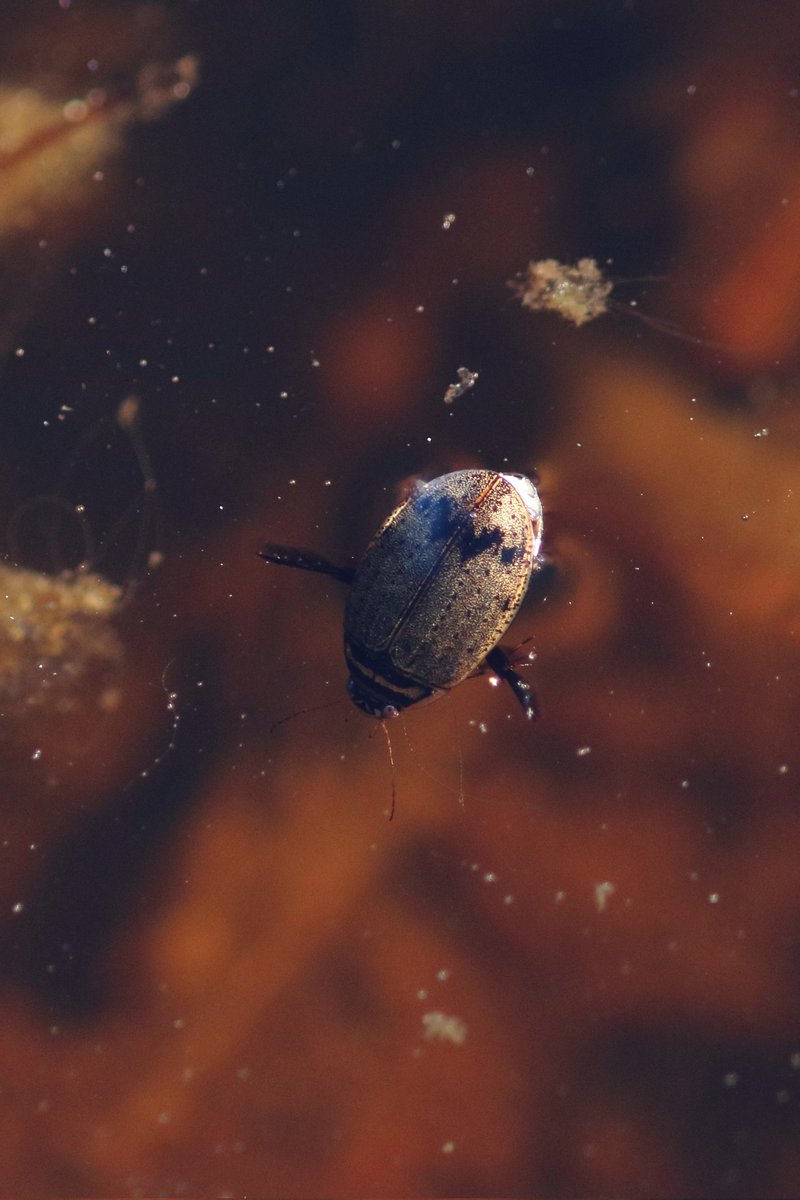 Lovely afternoon stroll in the sun around #ThursleyCommon. Fab to see and hear 5 Dartford Warblers, multiple Chiffchaffs and Stonechats, 3 Curlew, a symphony of Skylarks and not forgetting the occasional common newt and great diving beetle!