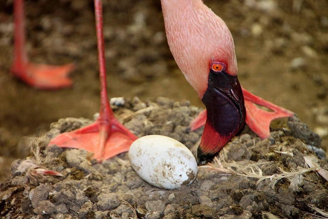 What kind of Easter egg are you hoping for this weekend?!

📸 credit: Zoo Leipzig.