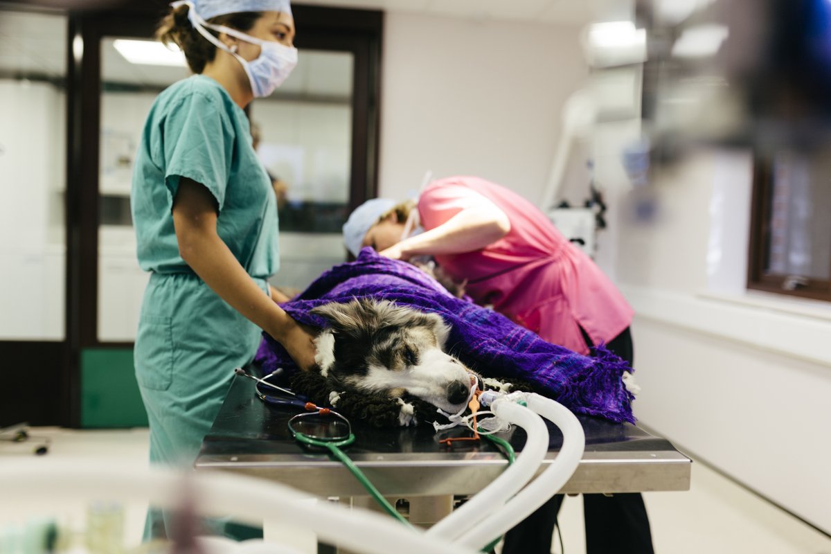 Anaesthesia & Arrhythmias: What to do with that funky, funky beat? Kindly sponsored by @Boehringer 📅 29 May, 7-9pm 📍 AllPets Veterinary Surgery, Ffordd Pendyffryn 2 hours of CPD for VNs! Speaker: Liza Ebeck RVN NCert Anaesth. AVLM More here: members.bvna.org.uk/events/65afa1d…