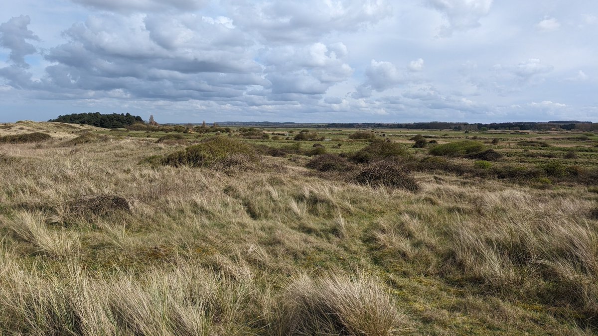 Brown-tail moth caterpillars and Avocet from Holme Dunes and Thornham this afternoon.