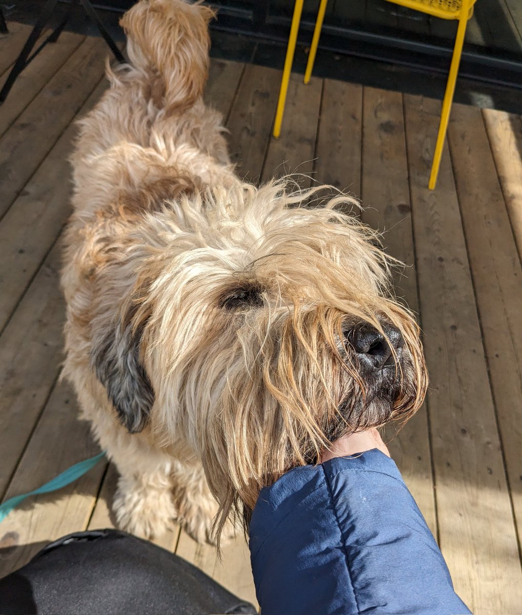 I hope you've all found the thing you enjoy in life as much as my dog enjoys chin scritches.