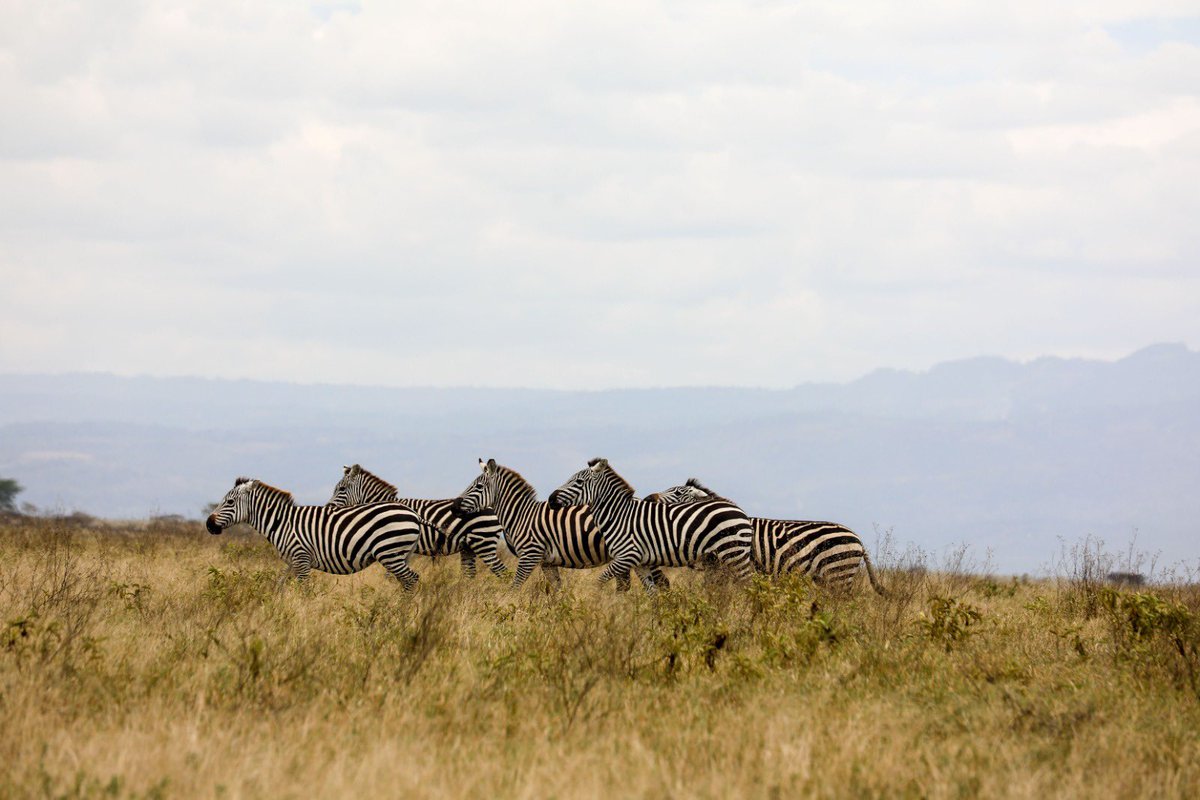 SafaricomPLC's tweet image. WRC 2024 | 📍Elementaita. Nature’s beauty, Speed’s grace. #LifeElevated #SpeedElevated #WRCSafariRally