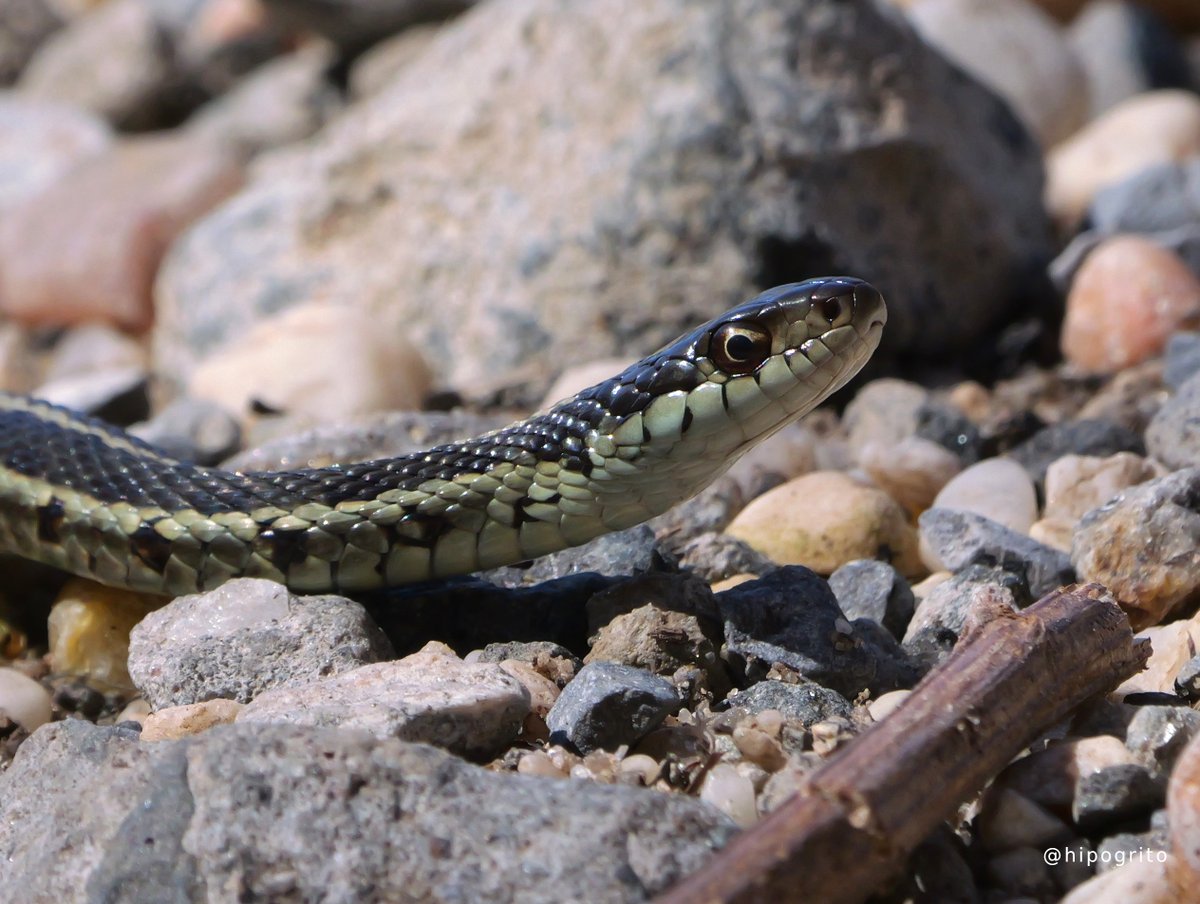 A small snake in Northport, Long Island, NY

#wildlifephotography