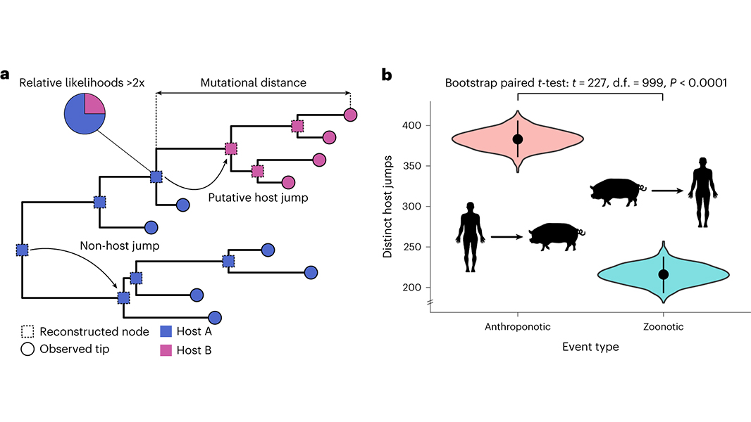 Analysis of publicly available viral genomes published in @NatureEcoEvo shows that humans may give more viruses to animals than they give to us, and reveals evolutionary mechanisms underpinning viral host jumps. go.nature.com/49aH9J7