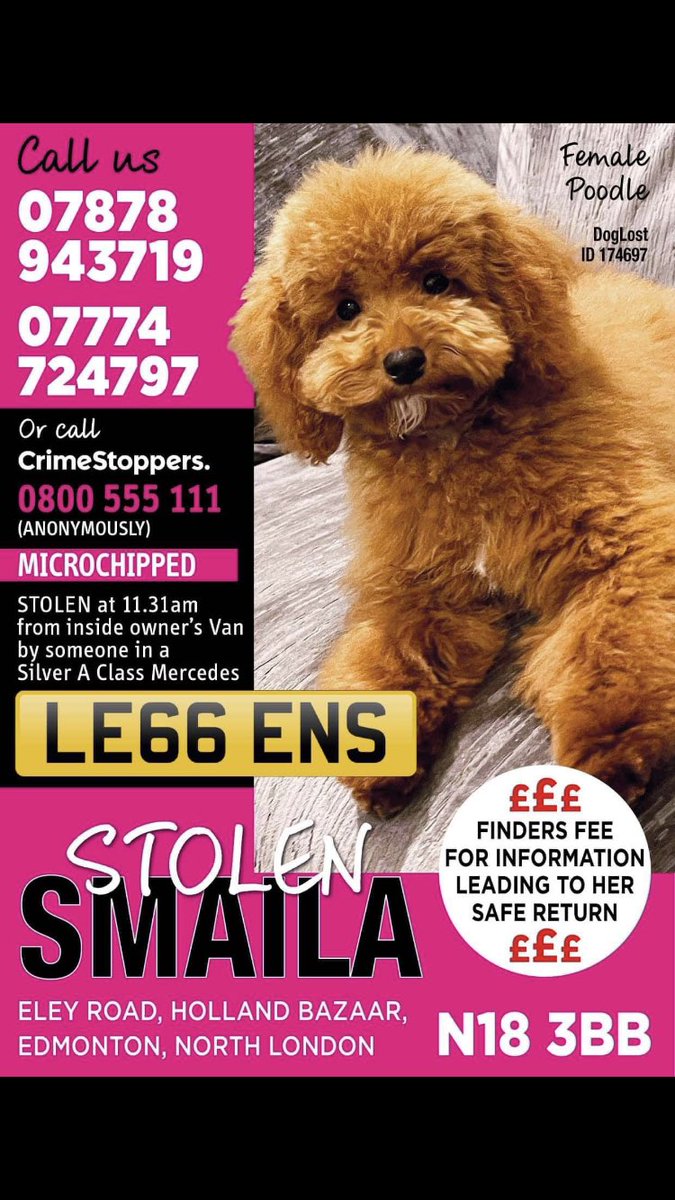 RachaelB100's tweet image. SMAILA 
 #stolensmaila

❗️2 Years Today 30th March 2022 ❗️
Have you seen her 👀
Any Info Pls 📞
Help her Home 🙏
#PetTheft #TheftByFinding 
#Chipped #Poodle