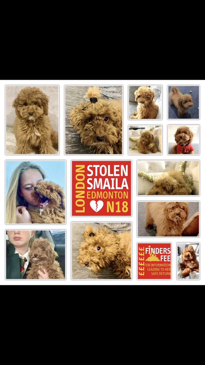 SMAILA 
 #stolensmaila

❗️2 Years Today 30th March 2022 ❗️
Have you seen her 👀
Any Info Pls 📞
Help her Home 🙏
#PetTheft #TheftByFinding 
#Chipped #Poodle