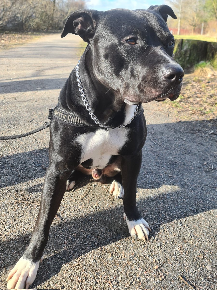 Swekillswitch's tweet image. My New Dog Max❤️