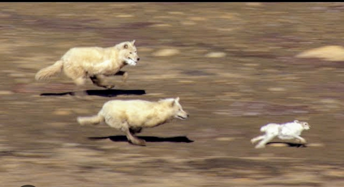 After devouring a Honey Badger and Rooster last weekend, the Waveney Wolves have got on the scent of a rabbit. Hopefully the Easter Bunny will make it. 
Happy Easter 🥚🐇🥚🐇