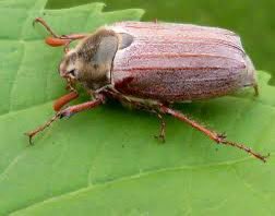 Found this beauty in the garden today ......a #cockchafer #beetle larvae (aka May Bug) .....I covered him back up ....see you in May 🙂