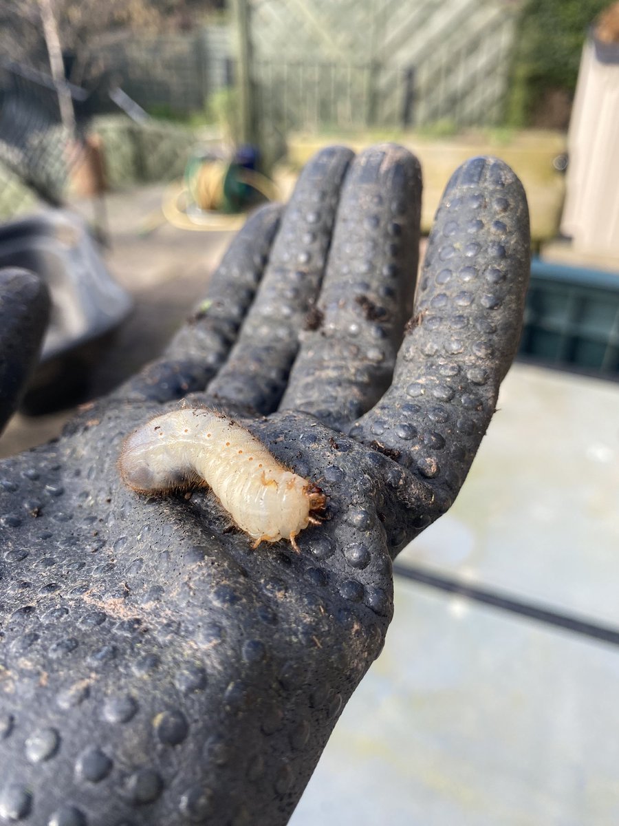 helen_collis's tweet photo. Found this beauty in the garden today ......a #cockchafer #beetle larvae (aka May Bug) .....I covered him back up ....see you in May 🙂 https://t.co/vGWHNskwZF