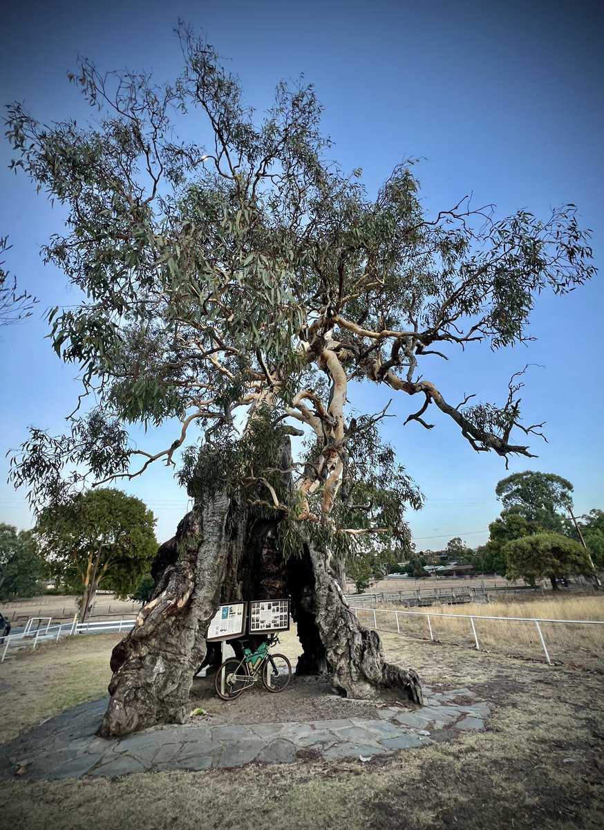 Today’s historic #treeride.