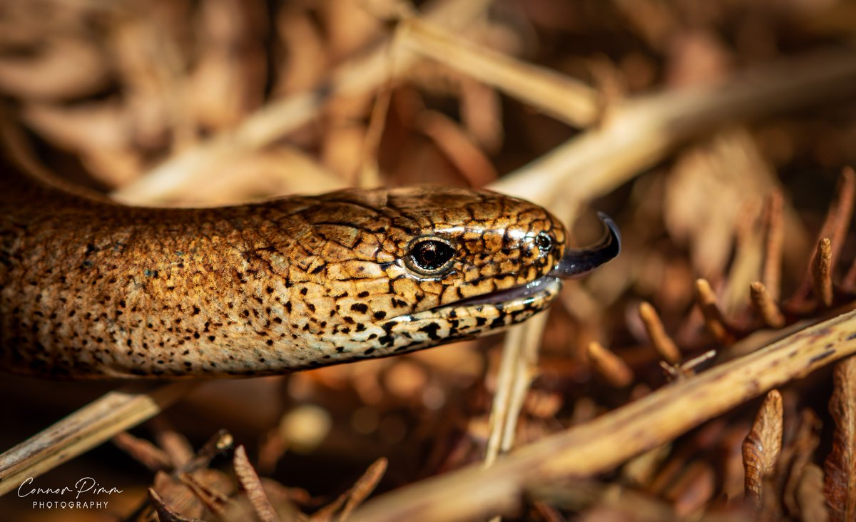 A flying visit back to the North East for a wedding didn't stop me fitting in some herping. Male and female Adders seen and an added bonus with my first Slow-worm out basking nearby. @ARC_Bytes @ARGroupsUK