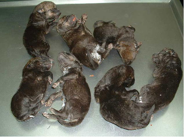 rafamerdel's tweet image. Es un buen día para recordar que, no hace demasiado tiempo, existían #biólogos en el PN de #PicosDeEuropa que se dedicaban a matar #lobeznos impunemente. Hoy, afortunadamente, este hecho conllevaría su inhabilitación, multas de dos millones de euros y penas de cárcel de dos años.