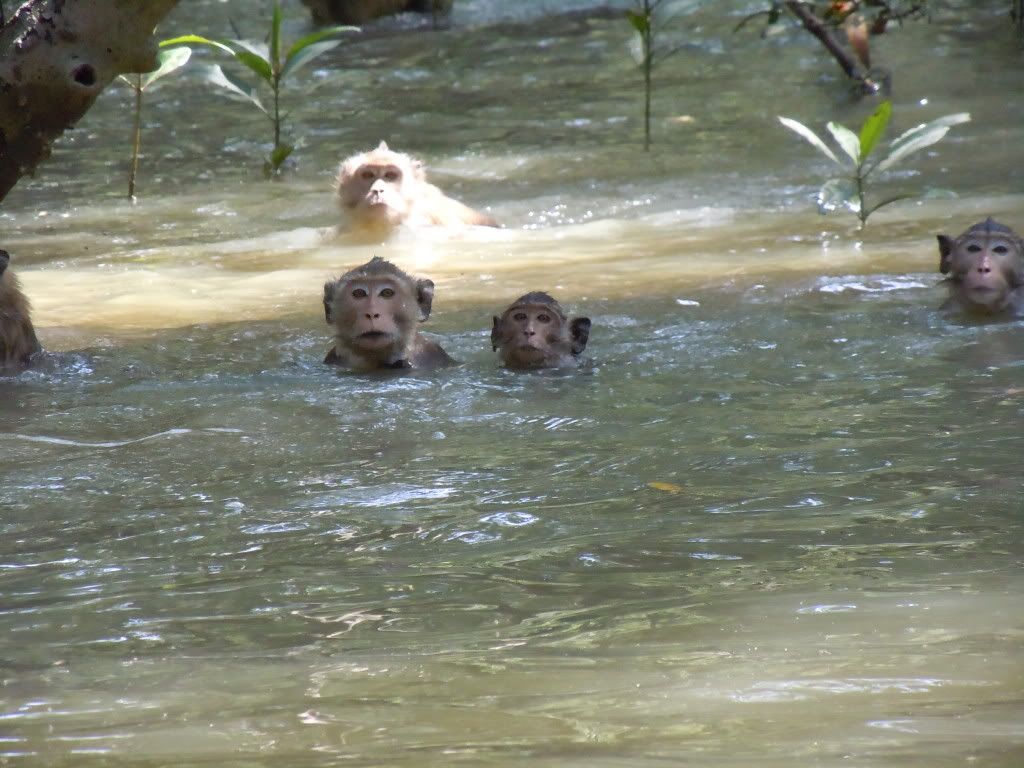 BoardingArea's tweet image. Rival Monkey Gangs Declare War On Streets Of Thailand As Authorities Arrest Leaders dlvr.it/T4rhwj via @garyleff