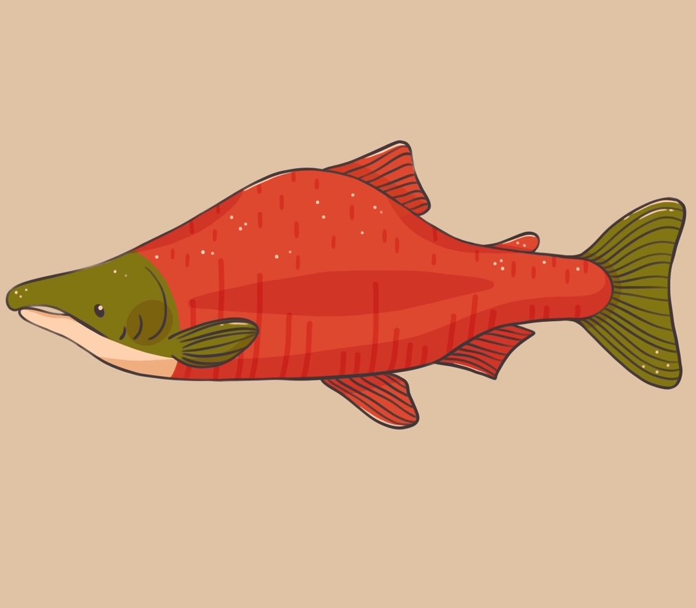 littletoadart's tweet photo. The sockeye salmon 🐟 this is the third salmon that will be included in a future pattern! #wildlife #digitalart https://t.co/TZp2nPuEIE