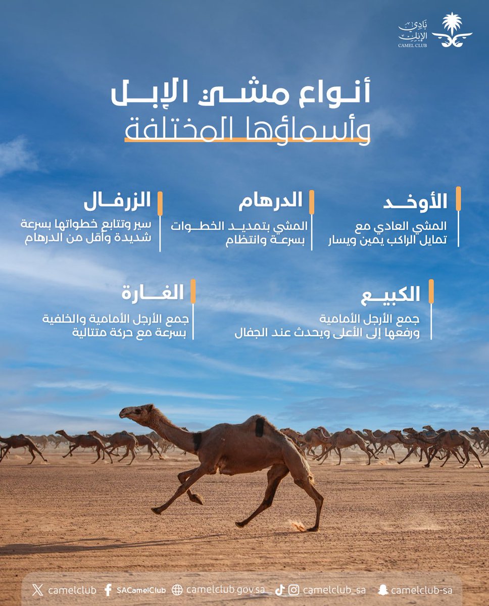 خطى الإبل.. مسمّيات ودلالات 🐪 #نادي_الإبل | #عام_الإبل_2024