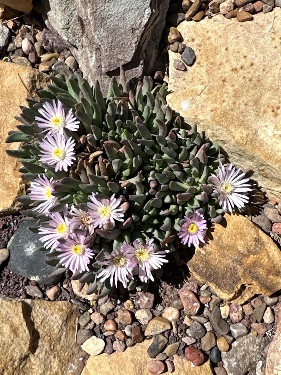 Gibbaeum pachypodium…South African succulent that apparently likes my rock garden. Zone 7a