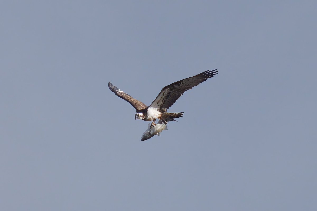 Good to see the return of “Beaky” to the #Poole harbour area @harbourbirds @DorsetBirdClub @DorsetWildlife @SightingDOR #Osprey #BirdsSeenIn2024 #BirdsOfTwitter