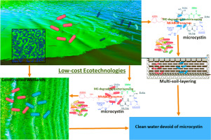 We have a new paper on Microcystis and microcystinshttps://doi.org/10.1016/j.watres.2024.121497