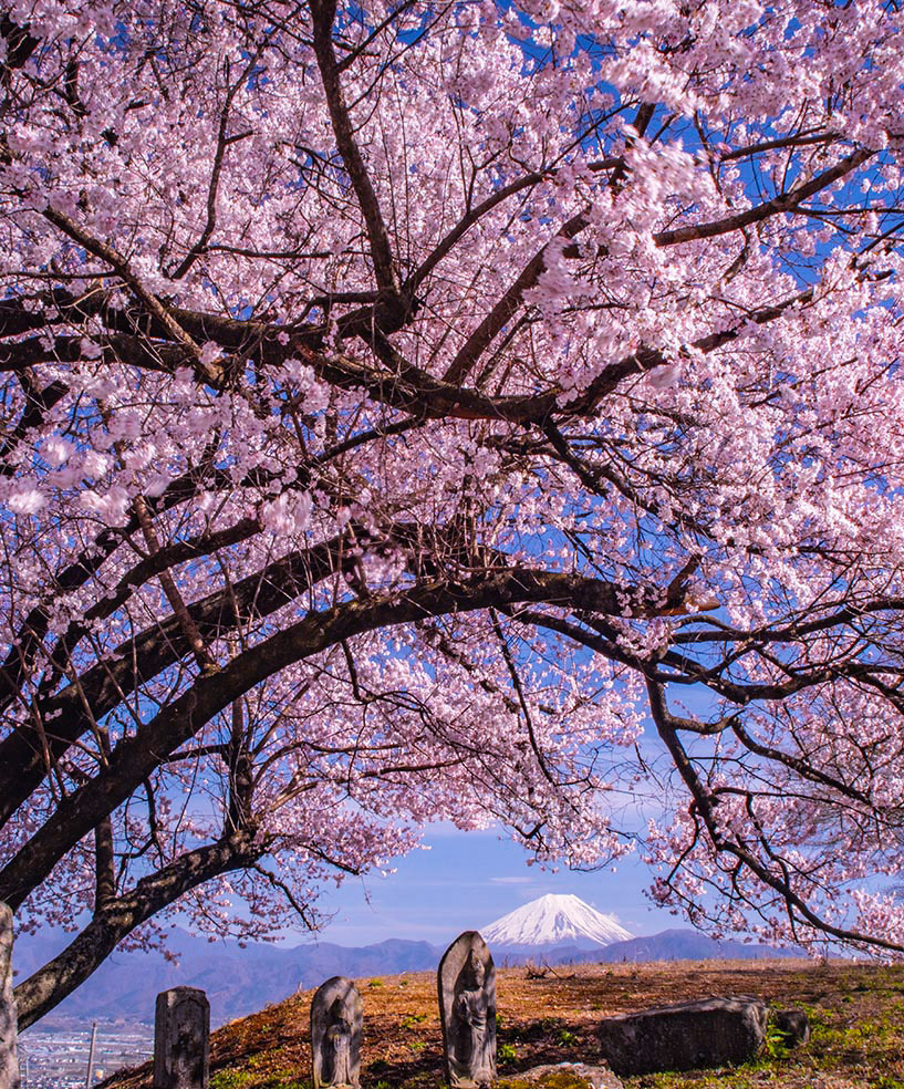 桜花爛漫 南アルプス市で昨日撮影 #富士山　#桜　#mtfuji