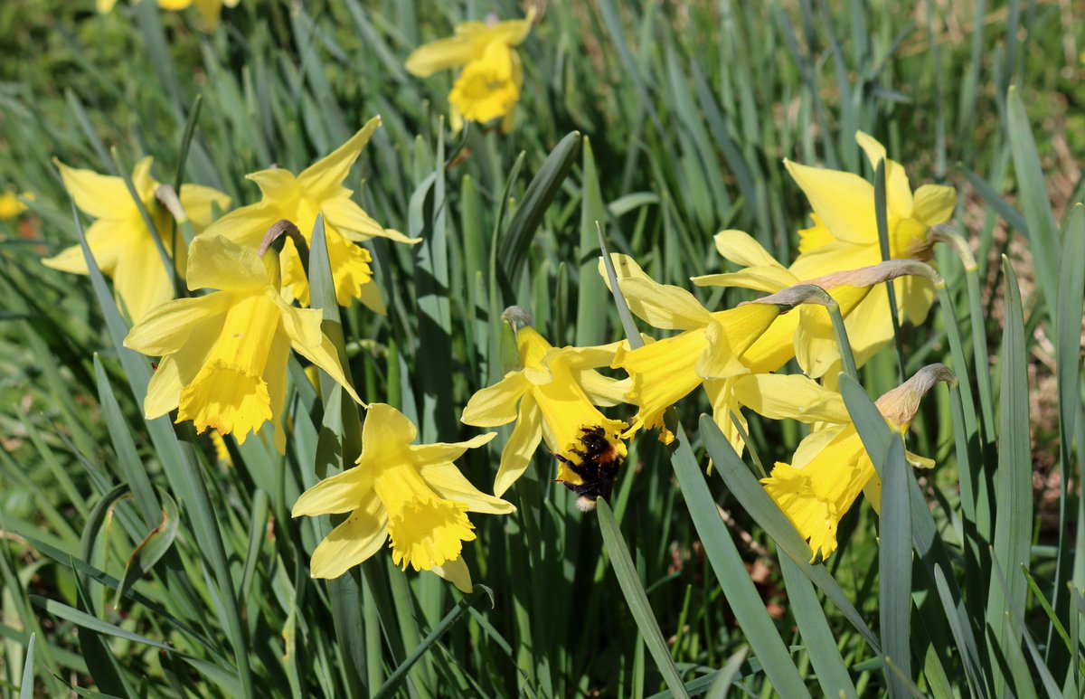 Wild Daffodils (with White-tailed Bumblebee queen) by Hodge Beck at Kirkdale, between Kirkbymoorside and Helmsley, today.