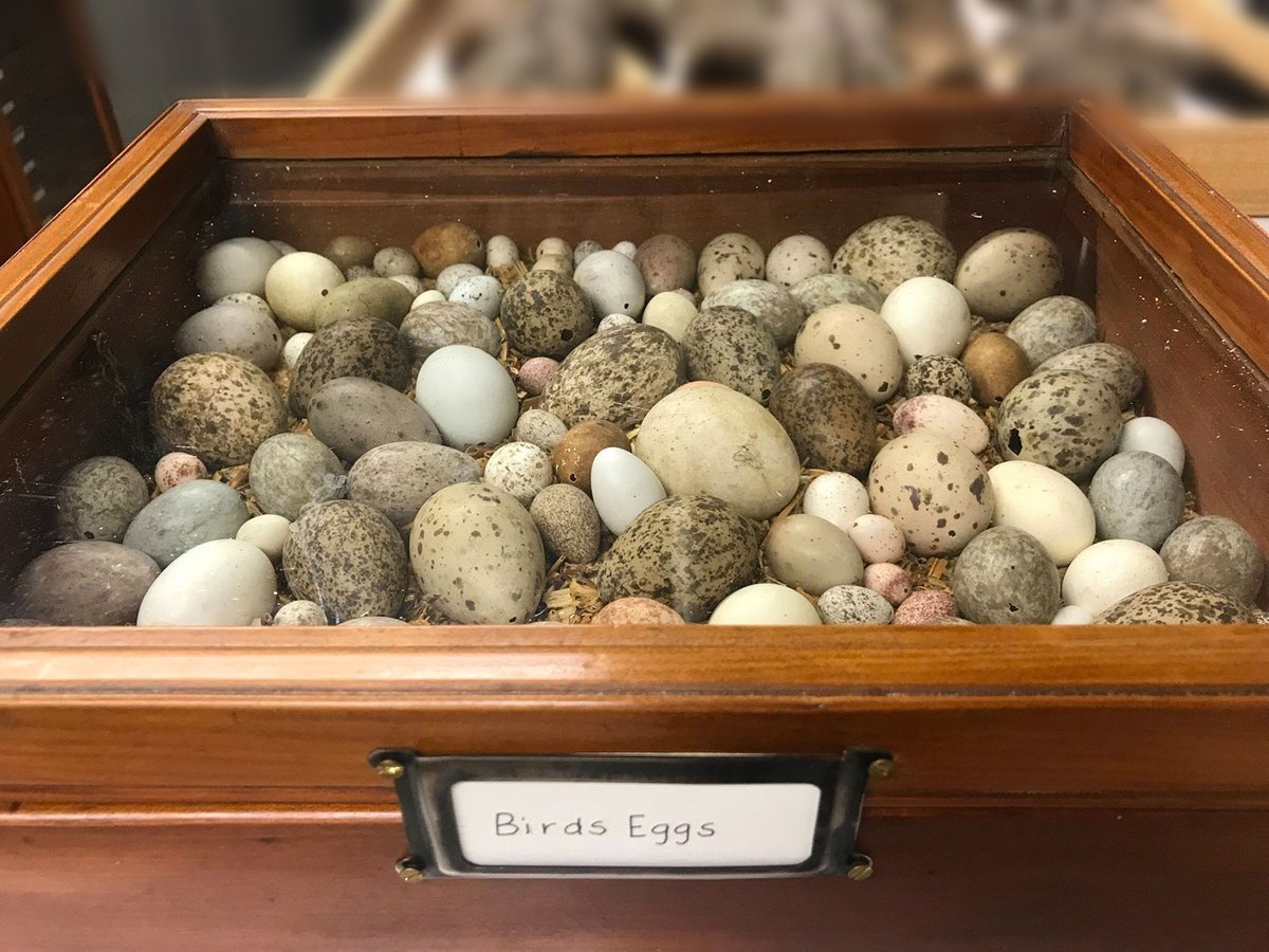 Happy Easter yolks! 🐣 We've cracked open our egg-ceptional bird egg collection – the gorgeous markings on them have us shell shocked! 🤩 We’re open today from 9:30am – 5pm. Hatch a plan to visit → museum.qld.gov.au/qm #QMkurilpa #HappyEaster