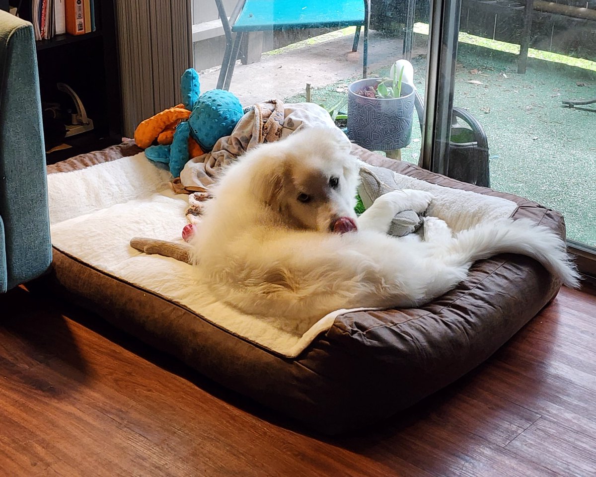 Our 5 month old pupper got a bed upgrade 🥰 @NefasQS

#greatpyrenees #pyreneespuppy