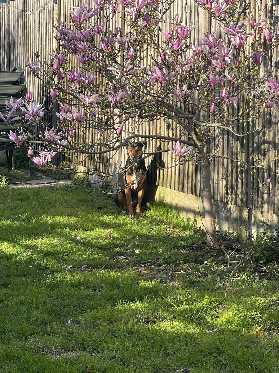 Bert in the last bit of sun today