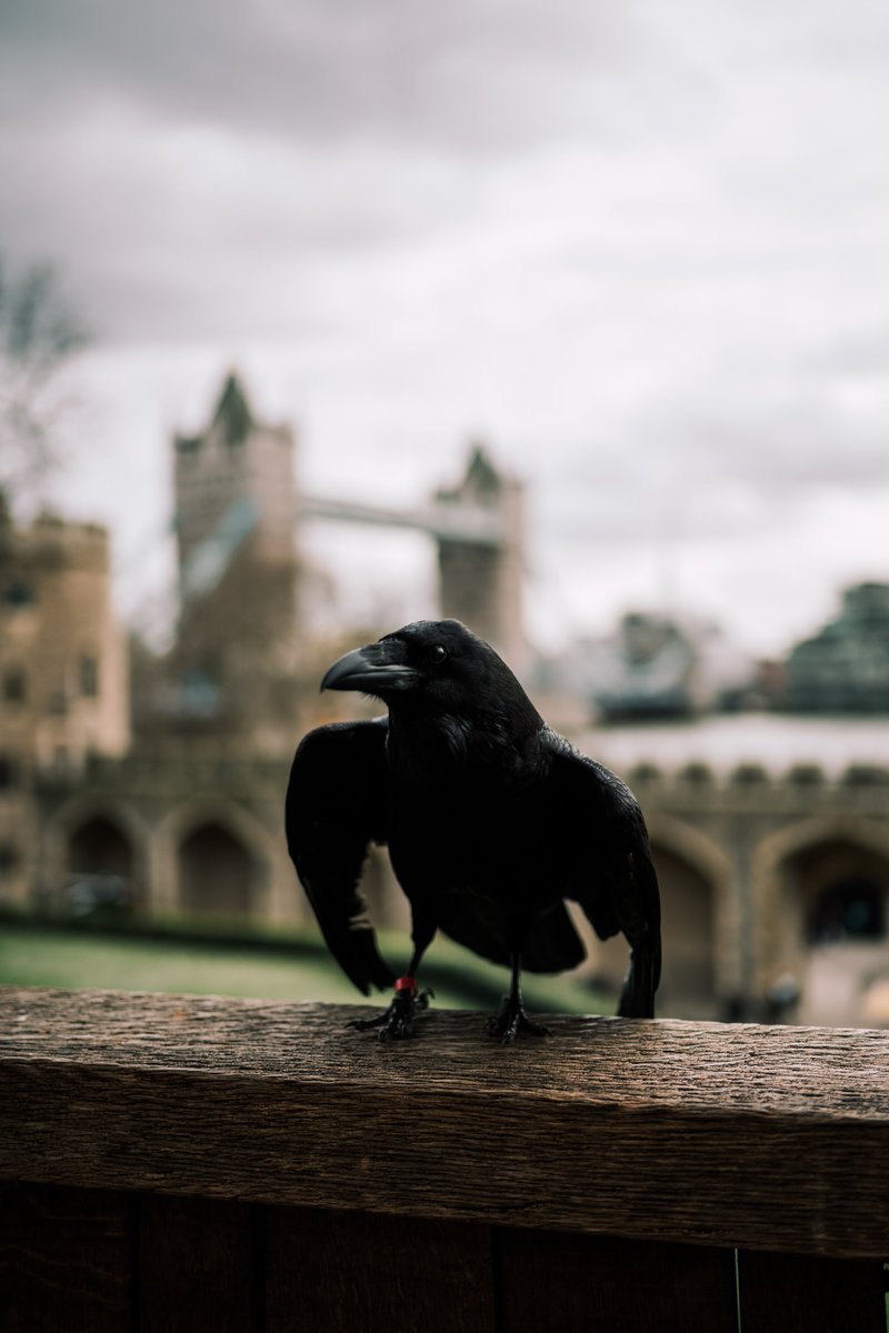 Gn from a Tower of London Raven