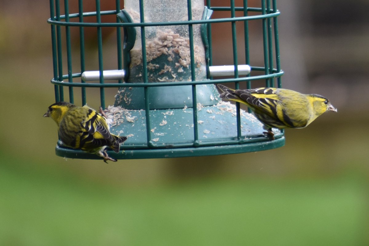 Siskins, a new species in the garden making 34 different bird species in our bit of Leicestershire 😀@Natures_Voice @LeicsWildlife