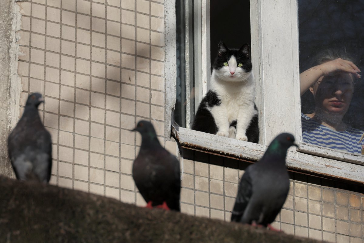 A cat sits in the window of an apartment block in Saint Petersburg, Russia, March 28, 2024, credit: Reuterss/Anton Vaganov