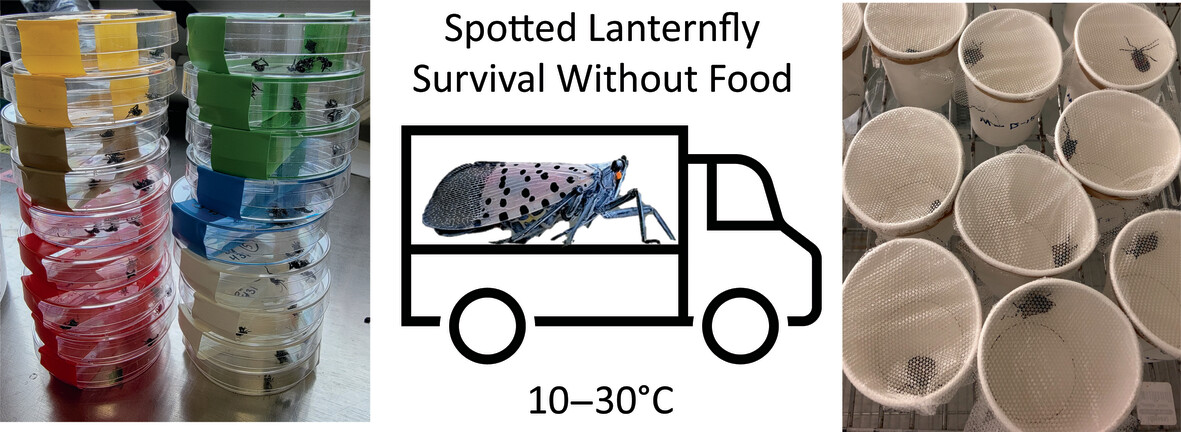 Effects of temperature on survival of larvae of spotted lanternfly, an invasive Southeast Asian planthopper recently introduced into the US, which spreads along human transportation corridors by ‘hitch-hiking’ on vehicles & cargo resjournals.onlinelibrary.wiley.com/doi/10.1111/af… #alieninvasiveinsects