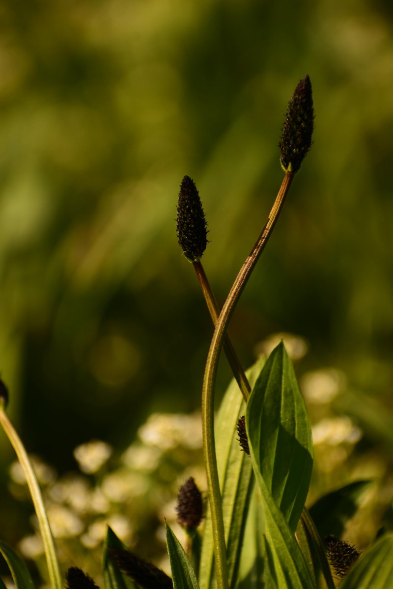 Cletus Weekes tweet media