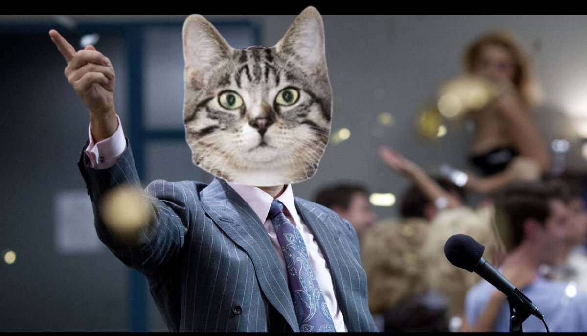 DevCat 💻 tweet media