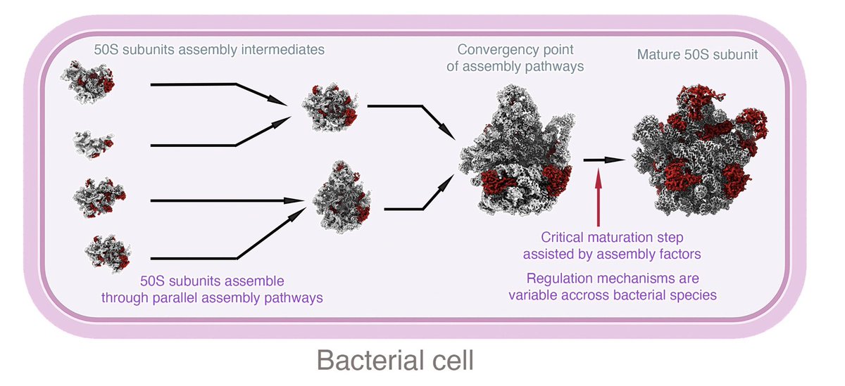 Our latest review on the 'Critical Steps in the Assembly Process of the Bacterial 50S ribosomal Subunit' is now out in Nucleic Acids Research. @McGill_ACB @mcgillu @McGillSBMS @CRBSMcGill academic.oup.com/nar/advance-ar…