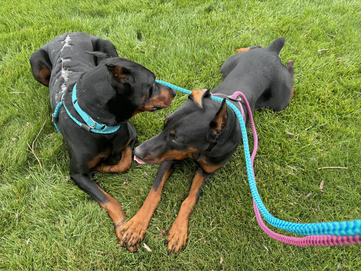 Jilrene's tweet photo. Reba and Bryson are bonded 1.5 year olds and available for adoption through the Humane Society of Wicomico County in Salisbury, Maryland. They want to let everyone know they’re strictly no cats, but great with dogs and all ages. They’re just the absolute sweetest! https://t.co/UbcnqaHfTD